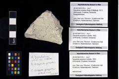 Foto (Objekt + Etikett) von Discutiolira moesica (Muţiu & Bădăluţă, 1971)  (NHMW-GEO-2014-0194-1018a)